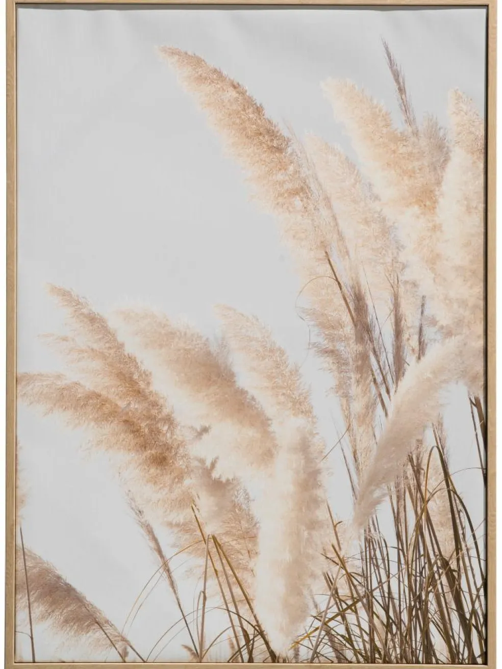 Pampas Wind
