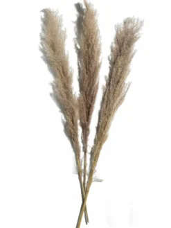Pampasgras 3er