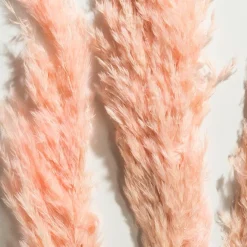 Pampasgrasbündel 3er