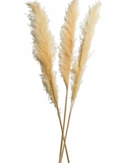 Pampasgrasbündel 3er