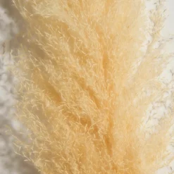 Pampasgrasbündel 3er