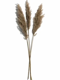 Pampasgrasbündel 3er