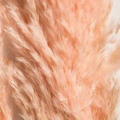 Pampasgrasbündel 6er