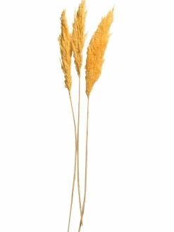 Pampasgrasbündel 3er