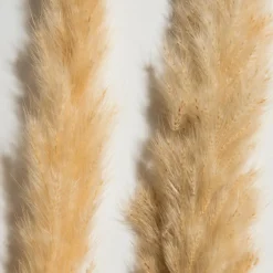 Pampasgrasbündel 6er