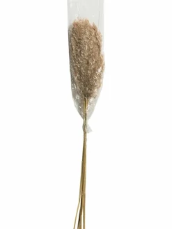 Pampasgrasbündel 6er