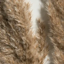 Pampasgrasbündel 6er